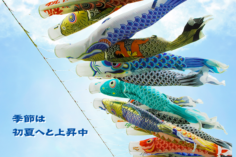 鯉のぼり